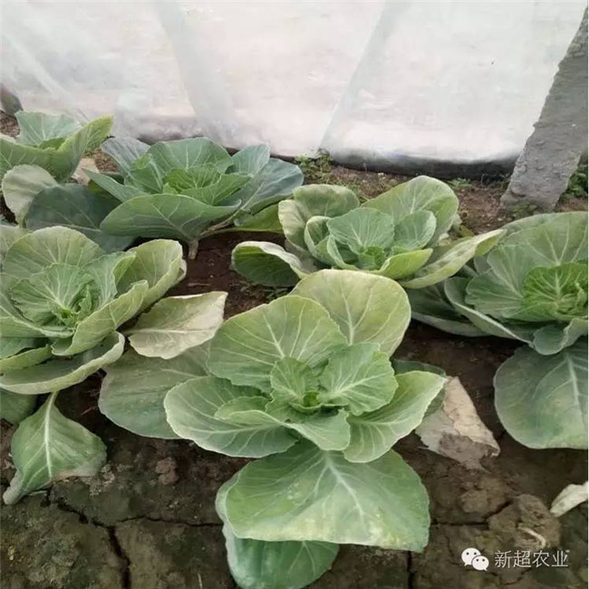 新超肥料在甘蓝上的使用效果1.jpg