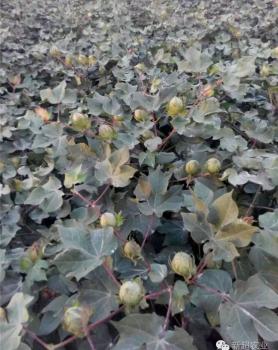 在南疆施用新超棉花套餐肥效果图