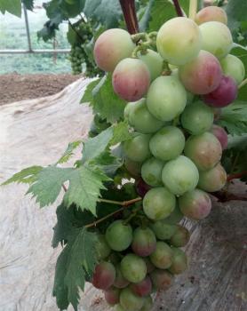  葡萄使用效果