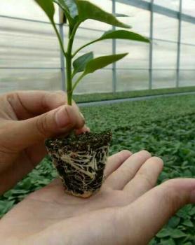 辣椒使用效果图