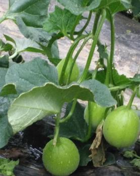 甜瓜冲施新超肥料效果