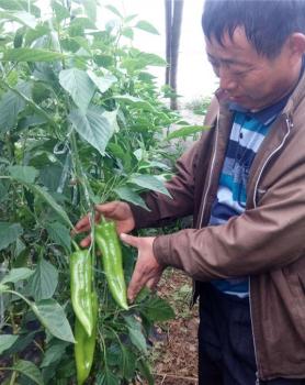 新超肥料在辣椒上使用效果图