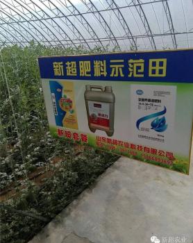 新超肥料在寿光施用效果一览