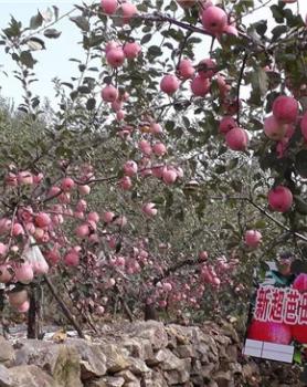 新超苹果套餐施用效果