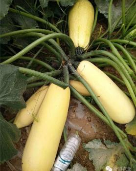 省草原站西葫芦酵母菌肥施用效果