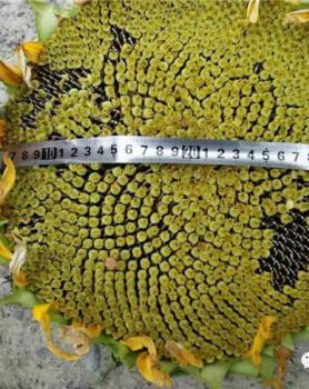 维吾尔自治区、吉木萨尔县、红旗农场场主杨立伟的花魁使用效果