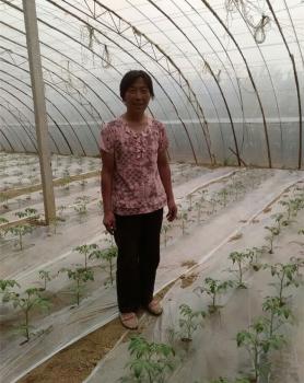 用市场肥料效果