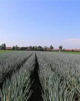 平度市蓼兰镇曹戈庄种葱大户刘西青大葱施用效果