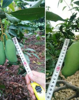 施肥后效果比对