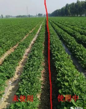 新超肥料花生施用效果对比