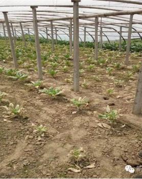 新超肥料在甘蓝上的使用效果