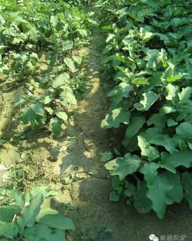 新超肥料在茄子作物施用效果对比